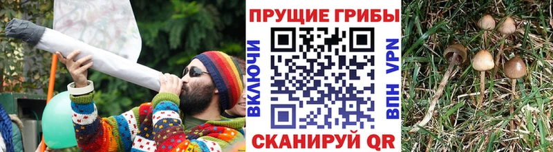 Псилоцибиновые грибы GOLDEN TEACHER  Болотное 